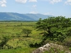 The land of the former Holland estate is pictured, in St. Elizabeth Parish, Jamaica, April 28, 2023. REUTERS/Gilbert Bellamy