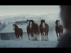 The return of the Budweiser Clydesdales