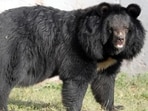 Asian black bear (representational picture) Asian black bear (representational picture)