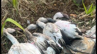 4 flamingos die dashing into 20-ft tall signage board in Nerul