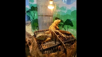 An iguana basking in the warmth of lamps at Chhatbir zoo in Mohali. (HT Photo) An iguana basking in the warmth of lamps at Chhatbir zoo in Mohali. (HT Photo)