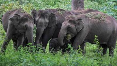 Elephant herd (Representative Photo)