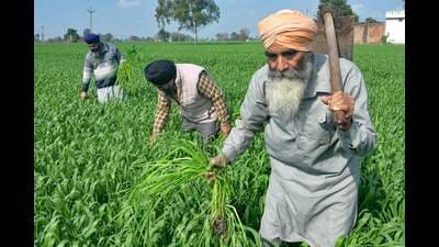 Farmers work in their wheat fields on the outskirts of Amritsar on Thursday. (AFP) Farmers work in their wheat fields on the outskirts of Amritsar on Thursday. (AFP)