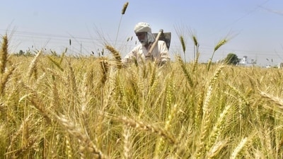 Agriculture: India plans to encourage private and public investments in post-harvest activities, modern storage, and supply chains, while also enhancing self-reliance in oilseeds. Additionally, it aims to launch a comprehensive program for the development of dairy farmers and increase spending on fisheries to enhance sector productivity.&nbsp; (HT File Photo)