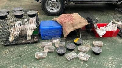 The rescued animals include 10 Solomon Cockatoos, 2 Posque’s Parrots, 2 Marmoset Monkeys, 9 turtles, 10 snakes of different species and 16 lizards (HT Photo)