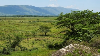 The land of the former Holland estate is pictured, in St. Elizabeth Parish, Jamaica, April 28, 2023. REUTERS/Gilbert Bellamy (REUTERS)