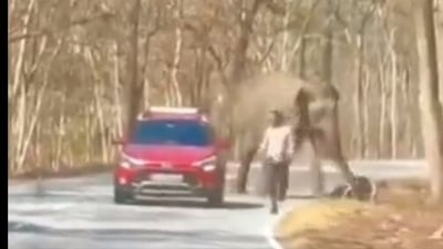 2 men try to click selfie, narrowly escape Elephant attack in Bandipur forest