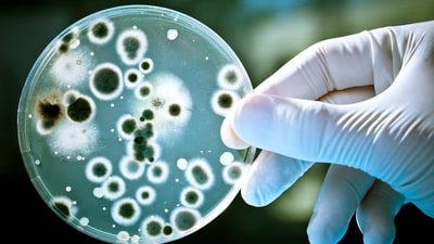 Gut microbiota influence severity of respiratory viral infection: Study (AFP/Istock) Gut microbiota influence severity of respiratory viral infection: Study (AFP/Istock)