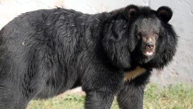 Asian black bear (representational picture) (File photo) Asian black bear (representational picture) (File photo)