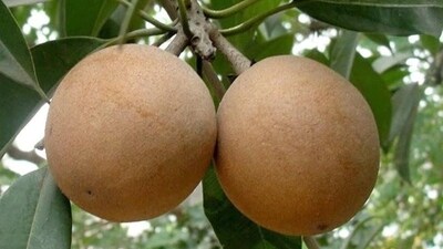 The Chikoo Festival is an annual event held in the Dahanu-Gholvad region of Maharashtra, known for its Chikoo orchards and scenic beaches. (Instagram/@chikoo_festival) The Chikoo Festival is an annual event held in the Dahanu-Gholvad region of Maharashtra, known for its Chikoo orchards and scenic beaches. (Instagram/@chikoo_festival)