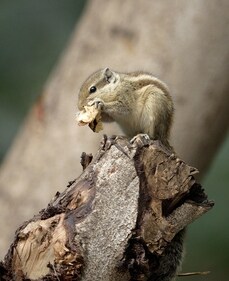“Squirrels are naughty and greedy. They were very fond of my jungle jalebis.” (Prerna Jain)