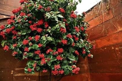 Scarlet glory bowers adorn the walls of the Long Garden. (Photo: Manoj Verma/HT)