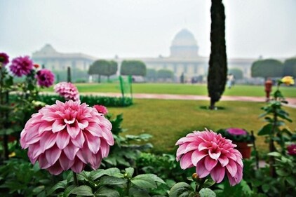 Late-flowering chrysanthemums can be spotted at the Central Lawn. (Photo: Manoj Verma/HT)