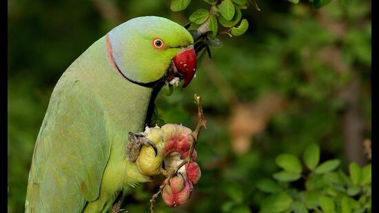 Nom nom: A rose ringed parakeet feasting on ripe jungle jalebi (Prerna Jain)