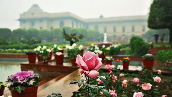 Over 100 varieties of roses can be seen across the landscape of Amrit Udyan. (Photo: Manoj Verma/HT)