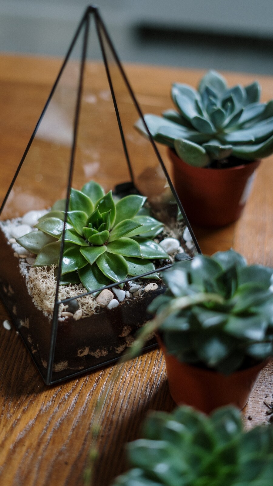 succulents