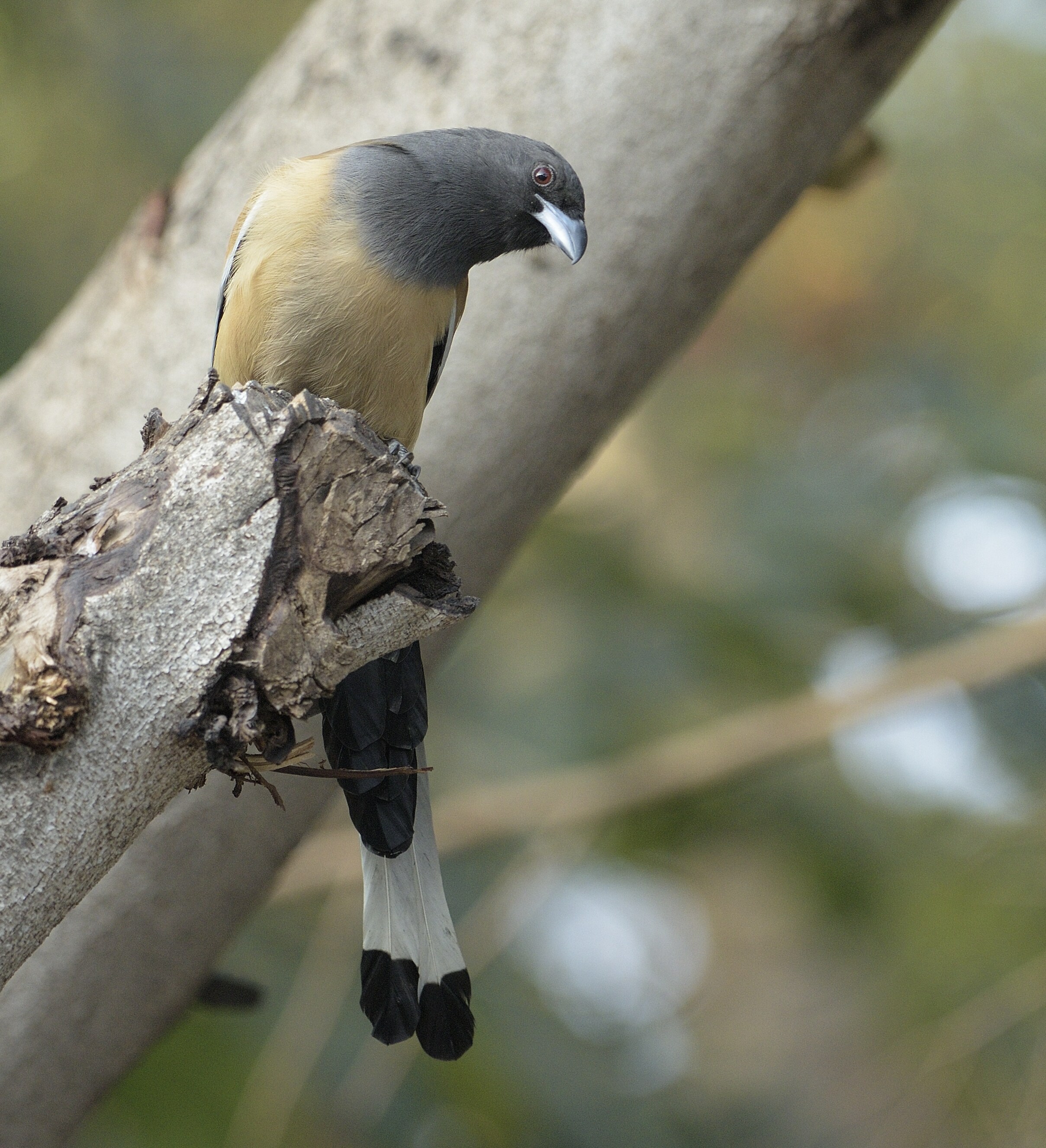A rufous treepie. “Oh, the lady with the camera still stalks me; she takes pictures of birds that come to play and rest on my stump.” (Prerna Jain) A rufous treepie. “Oh, the lady with the camera still stalks me; she takes pictures of birds that come to play and rest on my stump.” (Prerna Jain)