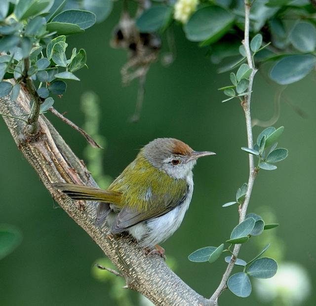 A tailor bird. (Prerna Jain) A tailor bird. (Prerna Jain)