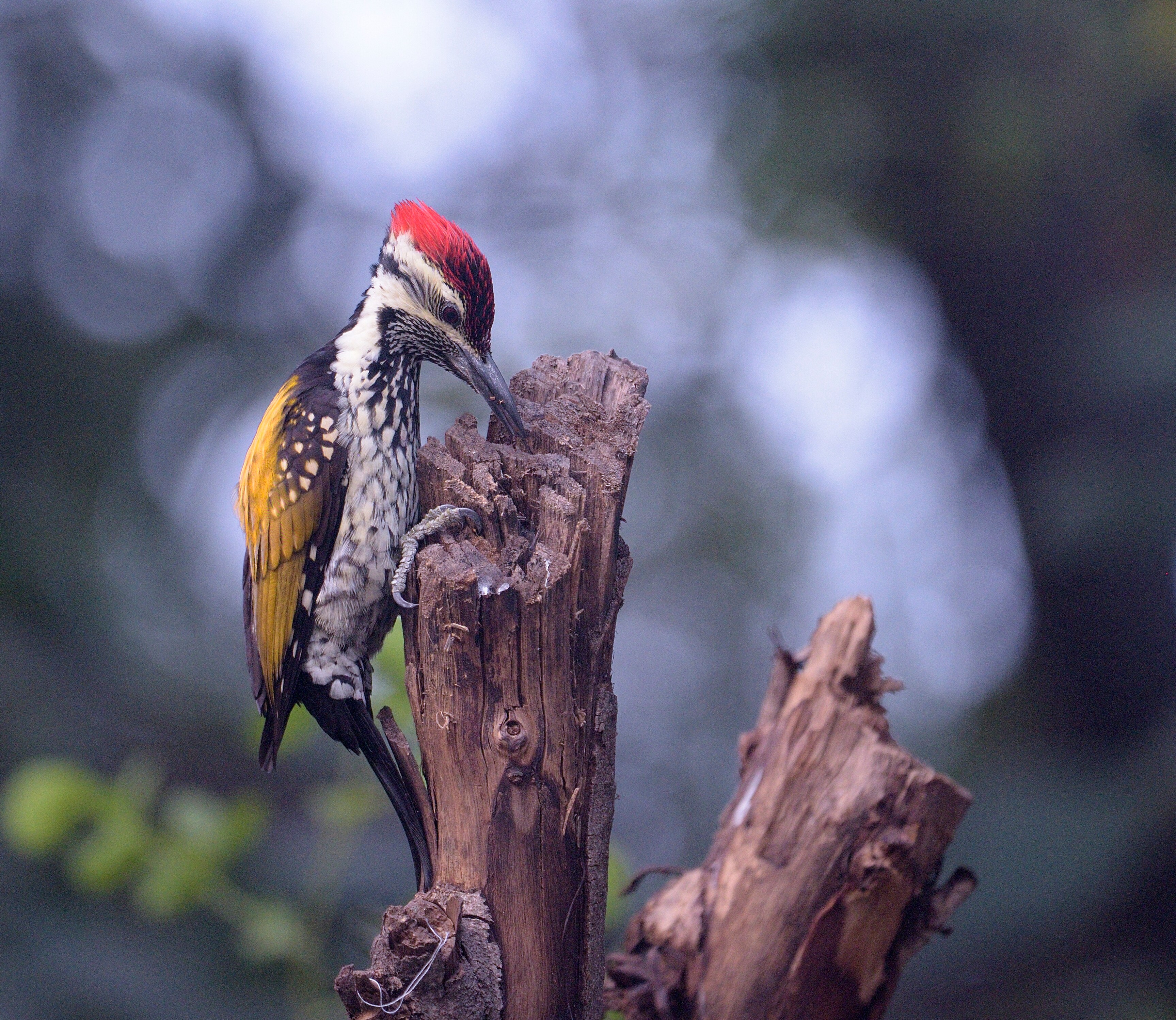 The black-rumped flameback woodpecker (Prerna Jain) The black-rumped flameback woodpecker (Prerna Jain)
