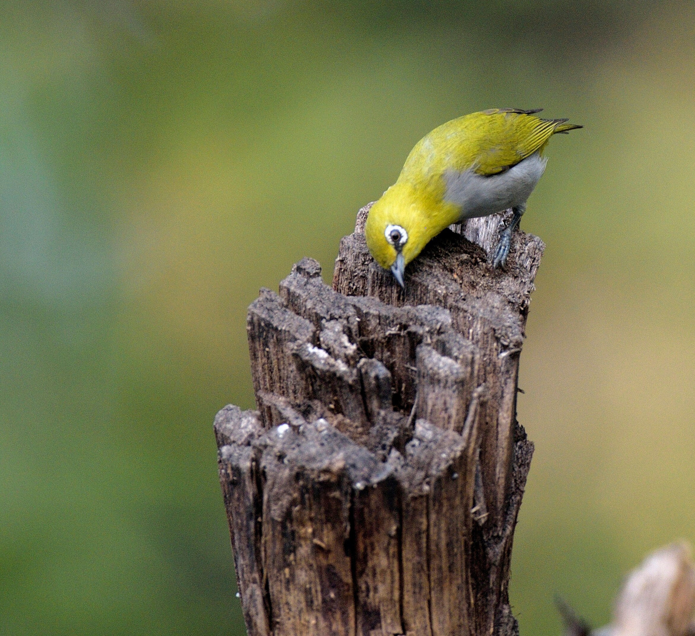 The Oriental white-eye (Prerna Jain) The Oriental white-eye (Prerna Jain)