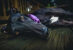 The study revealed that the average life expectancy for all dogs is 12.5 years (Representational image). The study revealed that the average life expectancy for all dogs is 12.5 years (Representational image).