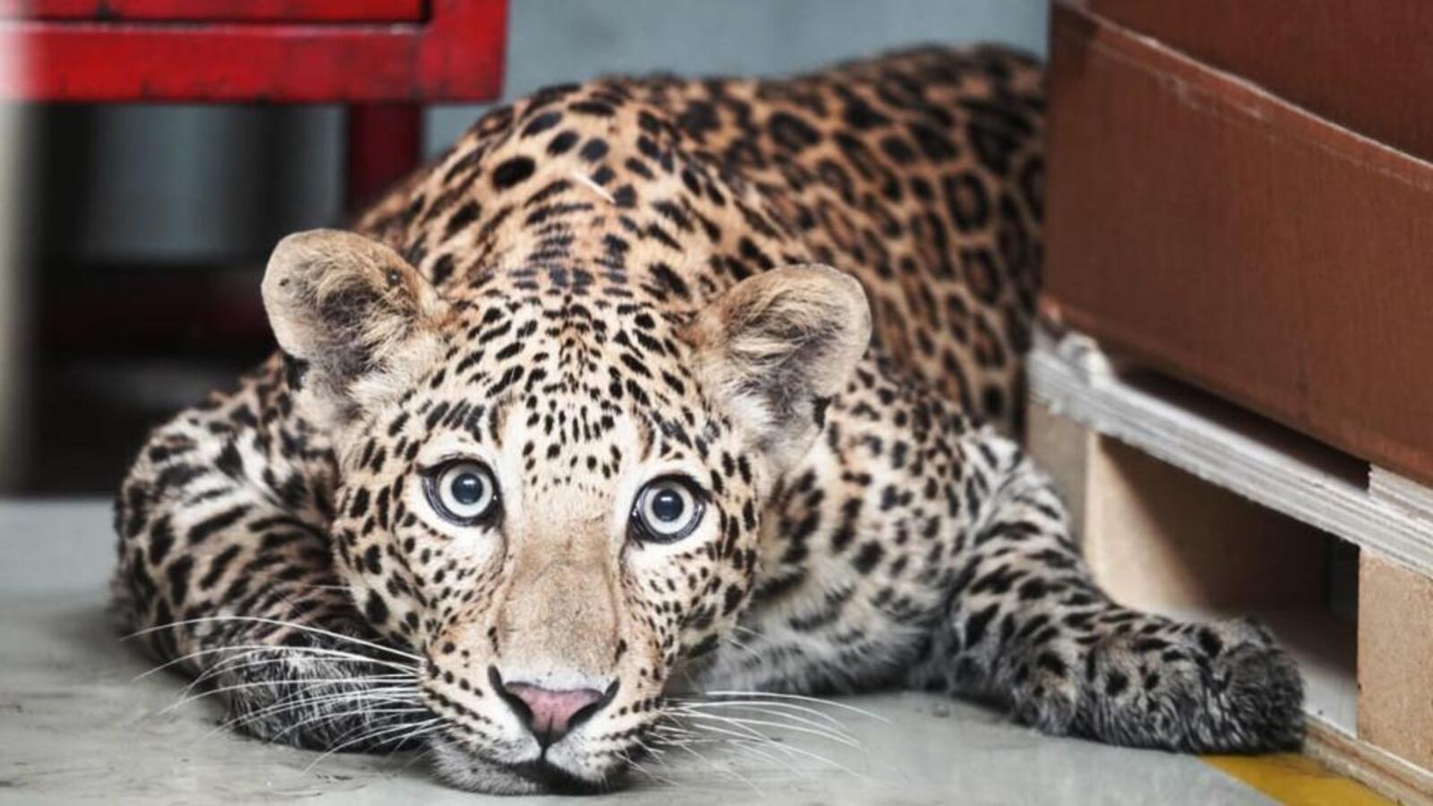 Western Maha reported 15 incidents of leopard conflict in January - Vimarsana News