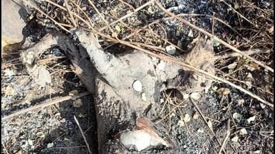 Goatherd injured, goat killed by hot ash in Shahapur