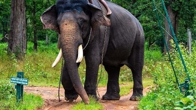 The minister said that the process for tranquilizing the elephant, if required, has also begun. (HT Photo/Representational image) The minister said that the process for tranquilizing the elephant, if required, has also begun. (HT Photo/Representational image)