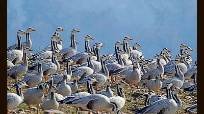 Last winter, more than 1.17 lakh birds were counted. (HT Photo) Last winter, more than 1.17 lakh birds were counted. (HT Photo)