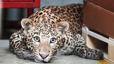On January 13, a 15-member team from the forest department, local police and RESQ, rescued an adult female leopard trapped in an emu pen near Pune. (REPRESENTATIVE PHOTO)