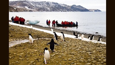Tourists and Adelie penguins at Seymour Island. Over 1 lakh tourists visited Antarctica in 2023. (Getty Images) Tourists and Adelie penguins at Seymour Island. Over 1 lakh tourists visited Antarctica in 2023. (Getty Images)