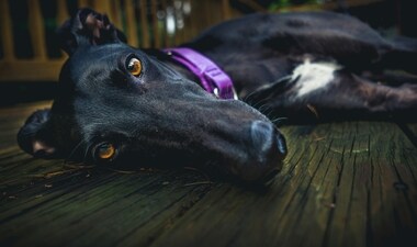 The study revealed that the average life expectancy for all dogs is 12.5 years (Representational image). (Unsplash/Derek Story) The study revealed that the average life expectancy for all dogs is 12.5 years (Representational image). (Unsplash/Derek Story)