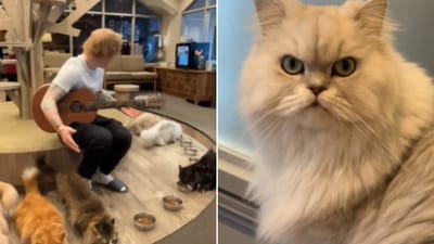 The image shows Ed Sheeran singing for a few cats. (Instagram/@teddysphotos)