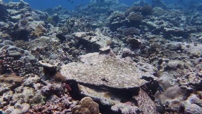A crab hidden inside its home in the Lakshadweep corals. (Shreya yadav/HT Photo)