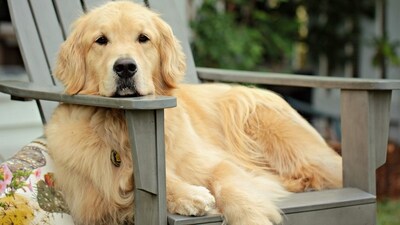 Friendly and Affectionate: Golden Retrievers are renowned for their friendly and affectionate nature. They are often described as gentle, kind, and eager to please, making them great family pets. (Unsplash) Friendly and Affectionate: Golden Retrievers are renowned for their friendly and affectionate nature. They are often described as gentle, kind, and eager to please, making them great family pets. (Unsplash)