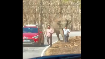 Snapshot of the elephant running after two men. (X/@wayanadgram) Snapshot of the elephant running after two men. (X/@wayanadgram)