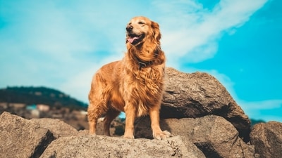 Good with Children: Golden Retrievers are known for their gentle and patient demeanor, making them excellent companions for families with children. They are tolerant and often protective of children, making them great family pets. (Unsplash) Good with Children: Golden Retrievers are known for their gentle and patient demeanor, making them excellent companions for families with children. They are tolerant and often protective of children, making them great family pets. (Unsplash)