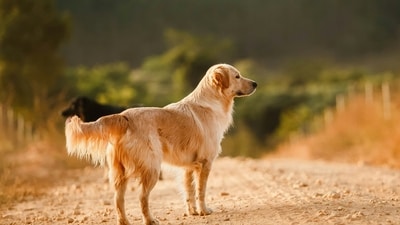 Loyal Companions: Golden Retrievers are incredibly loyal to their owners and form strong bonds with their families. They are known for their loving and loyal nature, often seeking out human companionship. (Unsplash) Loyal Companions: Golden Retrievers are incredibly loyal to their owners and form strong bonds with their families. They are known for their loving and loyal nature, often seeking out human companionship. (Unsplash)