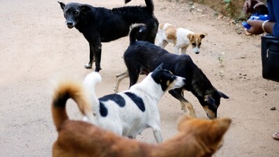 Indian Penal Code, 1860: Sections 428 and 429 of the IPC deal with offenses related to the killing or maiming of animals and prescribe penalties for such acts. (Unsplash) Indian Penal Code, 1860: Sections 428 and 429 of the IPC deal with offenses related to the killing or maiming of animals and prescribe penalties for such acts. (Unsplash)