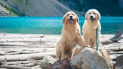 Golden Retrievers are a popular dog breed known for their friendly and affectionate nature. They are intelligent, loyal, and versatile, making them excellent family pets and working dogs. Here are a few unique qualities that set them apart from other dog breeds: (Unsplash) Golden Retrievers are a popular dog breed known for their friendly and affectionate nature. They are intelligent, loyal, and versatile, making them excellent family pets and working dogs. Here are a few unique qualities that set them apart from other dog breeds: (Unsplash)