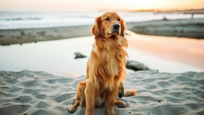 Versatile Working Dogs: Originally bred as hunting dogs, Golden Retrievers have a strong work ethic and are versatile in various roles. They are used as guide dogs for the blind, therapy dogs, search and rescue dogs, and as assistance dogs for people with disabilities. (Unsplash) Versatile Working Dogs: Originally bred as hunting dogs, Golden Retrievers have a strong work ethic and are versatile in various roles. They are used as guide dogs for the blind, therapy dogs, search and rescue dogs, and as assistance dogs for people with disabilities. (Unsplash)
