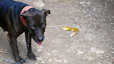 Transport of Animals Rules, 1978: These rules regulate the transport of animals to prevent their suffering during transportation. (Unsplash) Transport of Animals Rules, 1978: These rules regulate the transport of animals to prevent their suffering during transportation. (Unsplash)