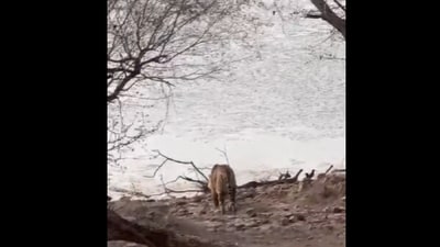 Snapshot of tigress Riddhi walking towards a crocodile. (Instagram/@Ranthambore National Park) Snapshot of tigress Riddhi walking towards a crocodile. (Instagram/@Ranthambore National Park)