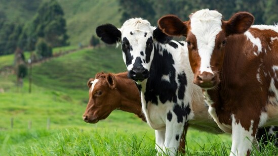 Performing Animals (Registration) Rules, 2001: These rules regulate the use of animals in performances and require the registration of performing animals with the Animal Welfare Board of India.(Unsplash)