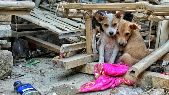 Prevention of Cruelty to Animals Act, 1960: This act aims to prevent the infliction of unnecessary pain or suffering on animals and provides for the establishment of the Animal Welfare Board of India.&nbsp;(Unsplash)
