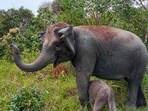 Wild elephant from Karnataka strays into Kerala town, captured after 16 hours (Pic for representation)