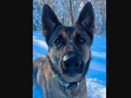 The image shows a K9 named Biza who helped sThe image shows a K9 named Biza who helped find a missing 12-year-old. The image shows a K9 named Biza who helped sThe image shows a K9 named Biza who helped find a missing 12-year-old.
