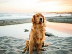 On average, dogs live for 10-13 years, which is considered roughly equivalent to between 60-74 human years. 