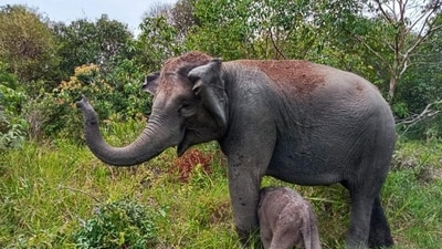 Wild elephant from Karnataka strays into Kerala town, captured after 16 hours (Pic for representation) Wild elephant from Karnataka strays into Kerala town, captured after 16 hours (Pic for representation)