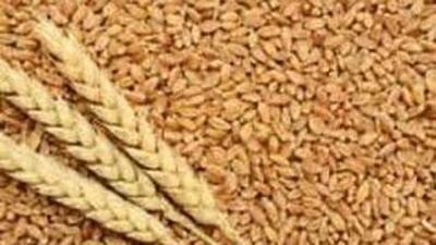 Decades ago, these wheat varieties thrived in Sirmaur, Kullu, Chamba, Bilaspur, Hamirpur, Kangra and Shimla districts, but they been losing out to hybrid varieties (HT File) Decades ago, these wheat varieties thrived in Sirmaur, Kullu, Chamba, Bilaspur, Hamirpur, Kangra and Shimla districts, but they been losing out to hybrid varieties (HT File)